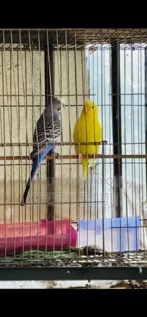 Budgerigar Birds