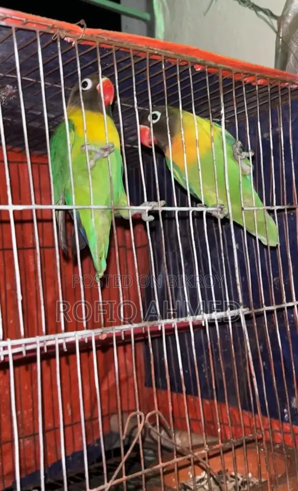 Yellow Collar Lovebird Pair