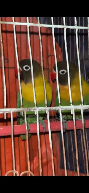 Yellow Collar Lovebird Pair