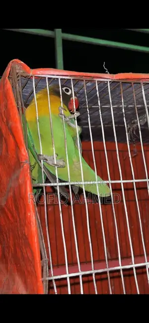 Yellow Collar Lovebird Pair