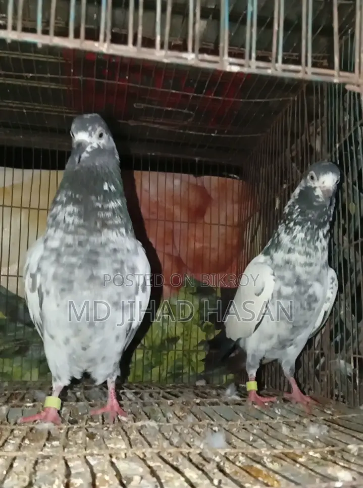টেডি কবুতর