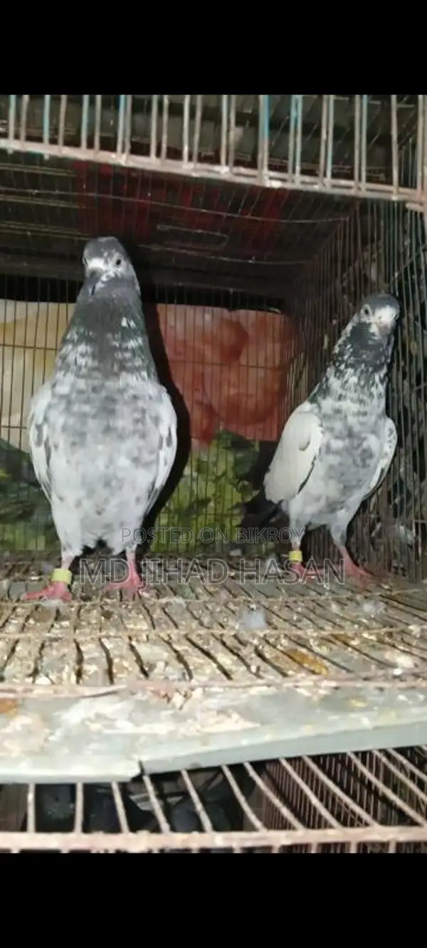 টেডি কবুতর