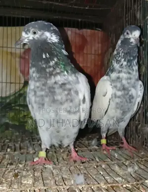 টেডি কবুতর