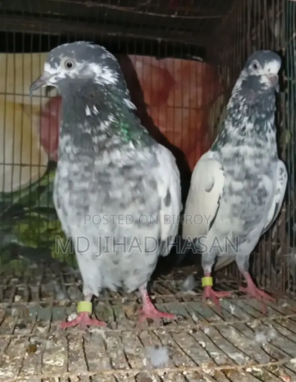 টেডি কবুতর