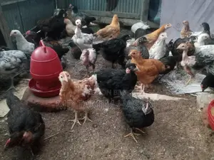 দেশি মুরগি (বড় + ছোট)