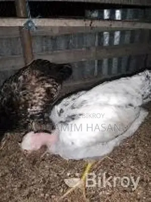 দেশি মুরগি (বড় + ছোট)