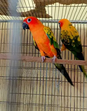 সানকনুর পাখি