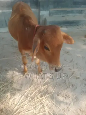 শাহীওয়াল জাতের গরু