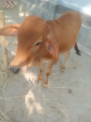শাহীওয়াল জাতের গরু
