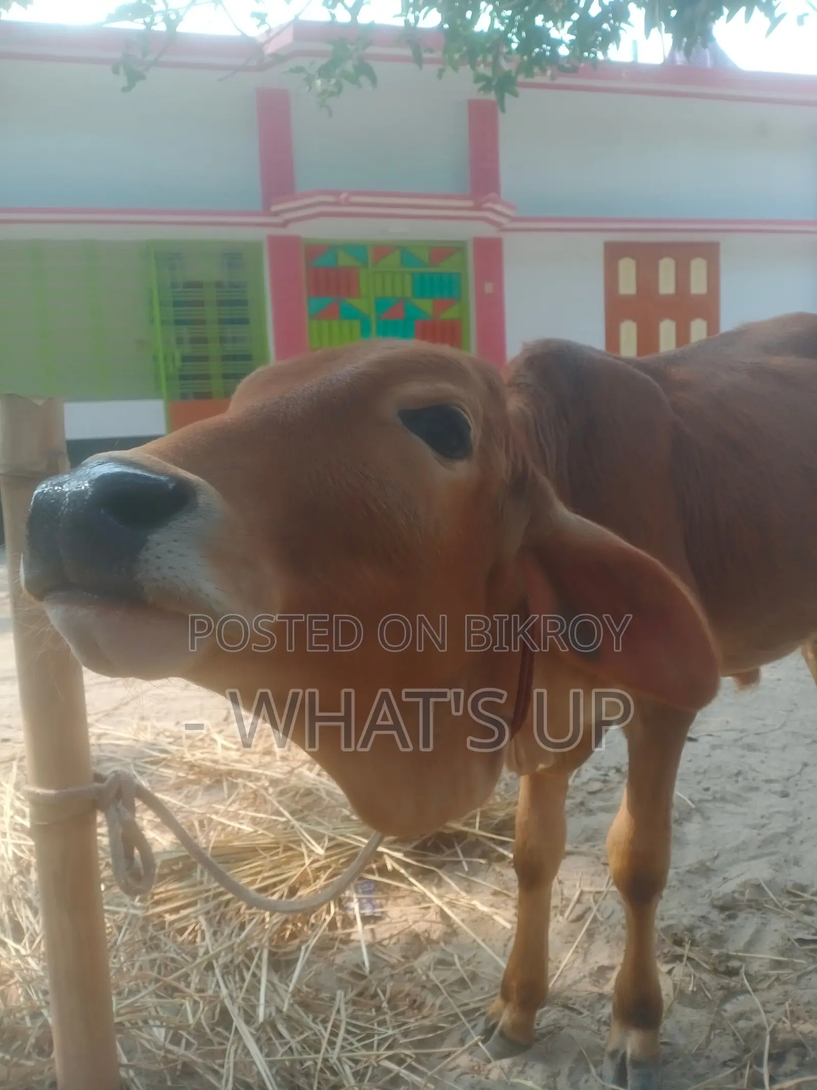 শাহীওয়াল জাতের গরু
