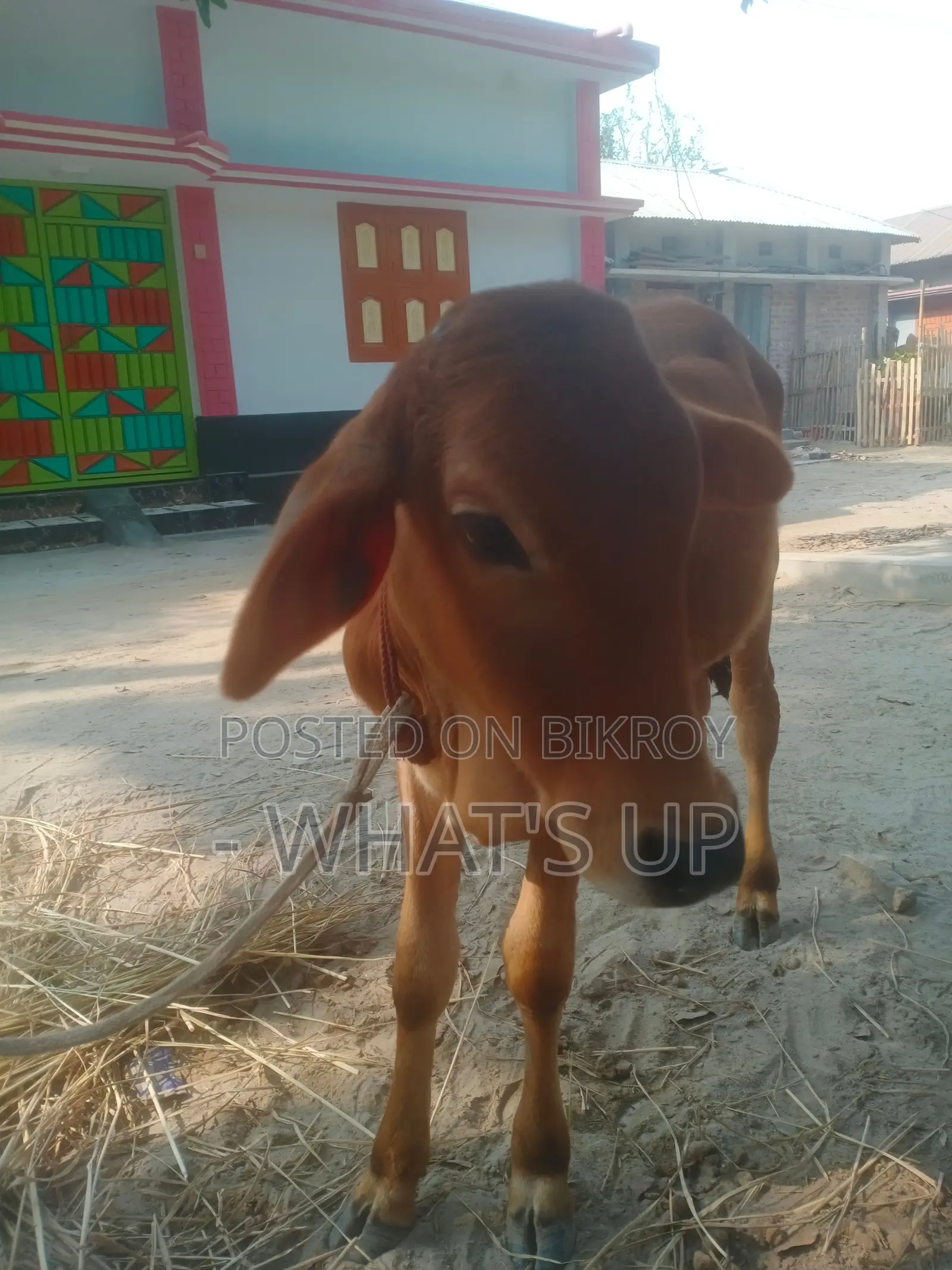 শাহীওয়াল জাতের গরু