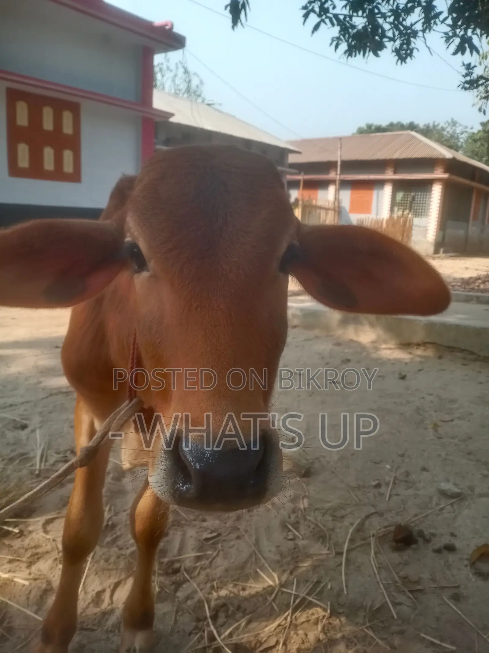 শাহীওয়াল জাতের গরু