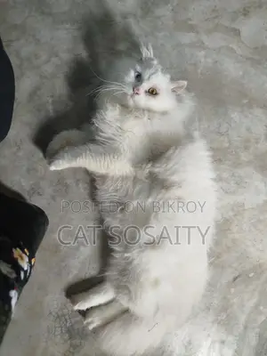 Cat for Sale