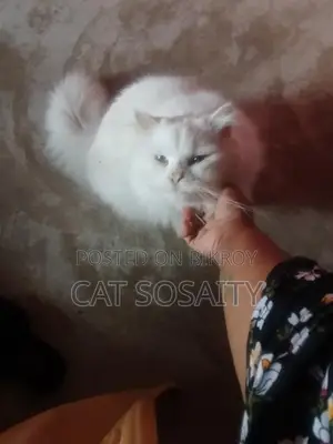 ক্যাট ফর সেল