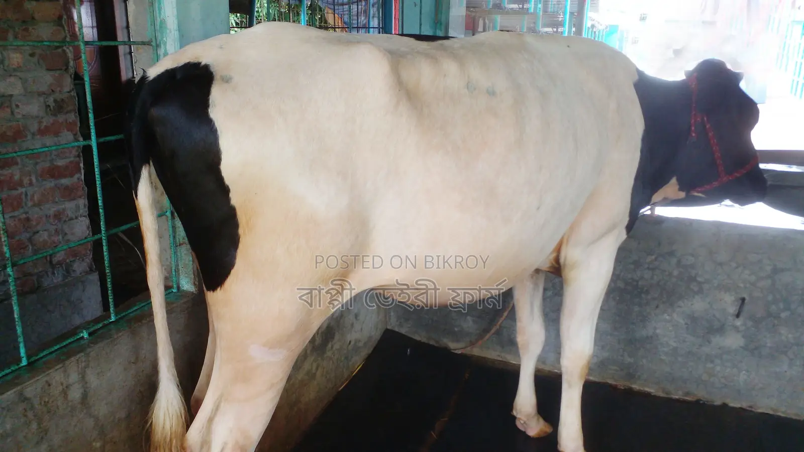 Buy Heifer No. 983 for Rearing.
