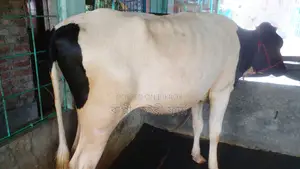 ৯৮৩ নং বকনা কিনুন পোষার জন্য ।