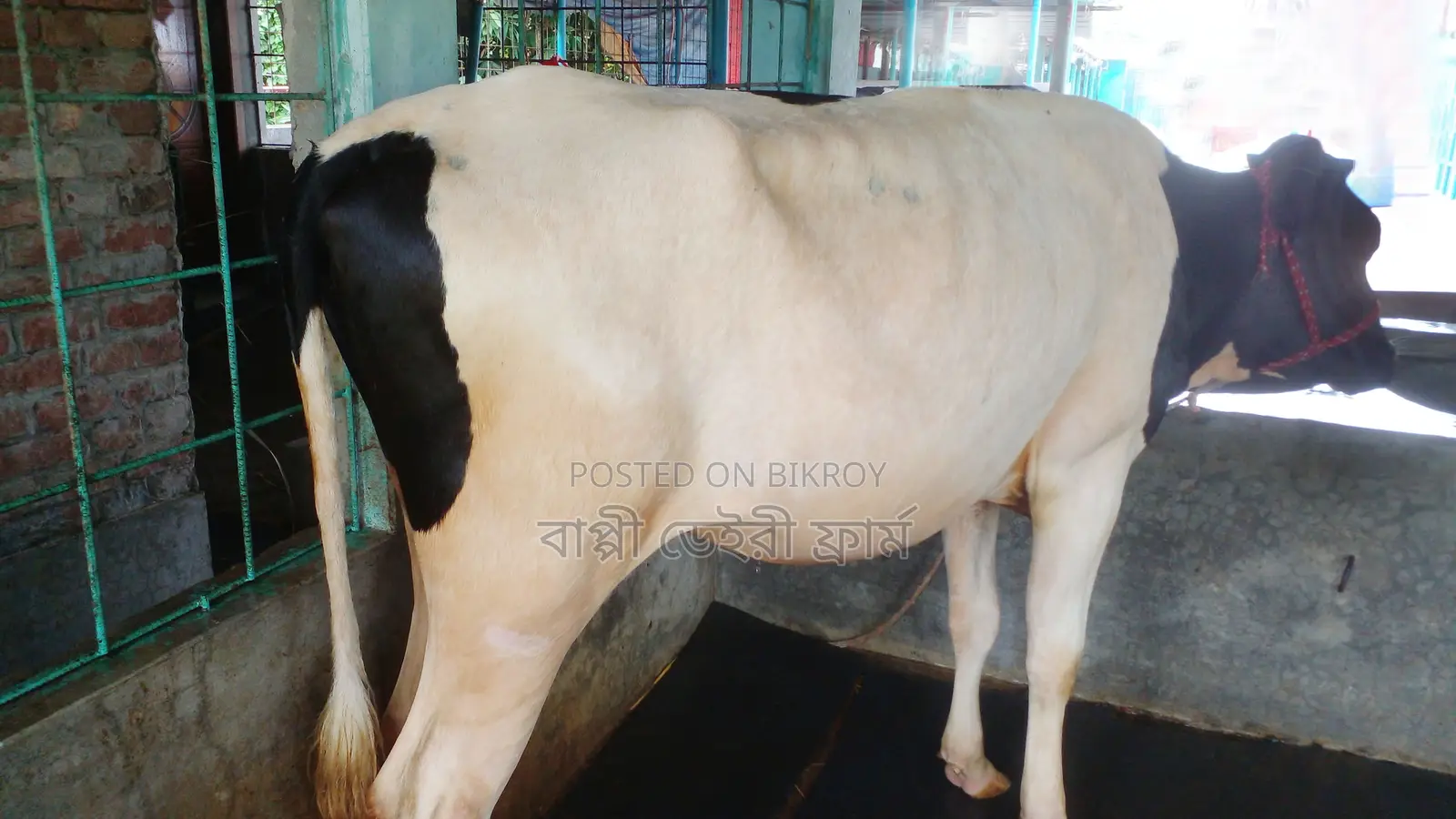 Buy Heifer No. 983 for Rearing.