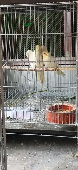লুটিনো ককাটেল নিউ রানিং