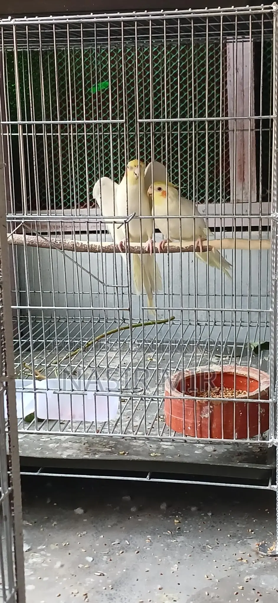 লুটিনো ককাটেল নিউ রানিং