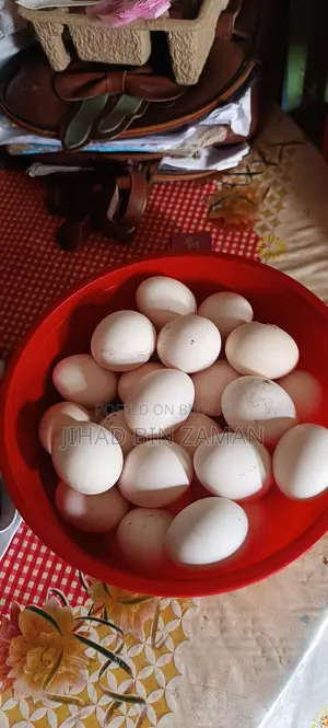 Chicken Eggs