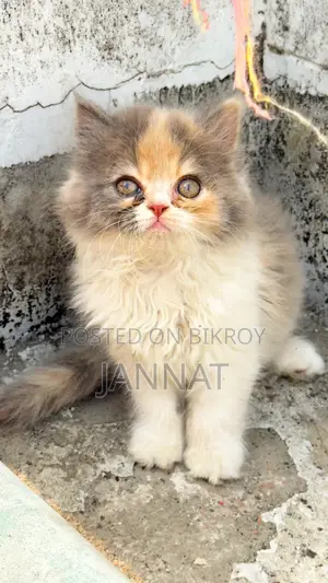 Cat for Sale