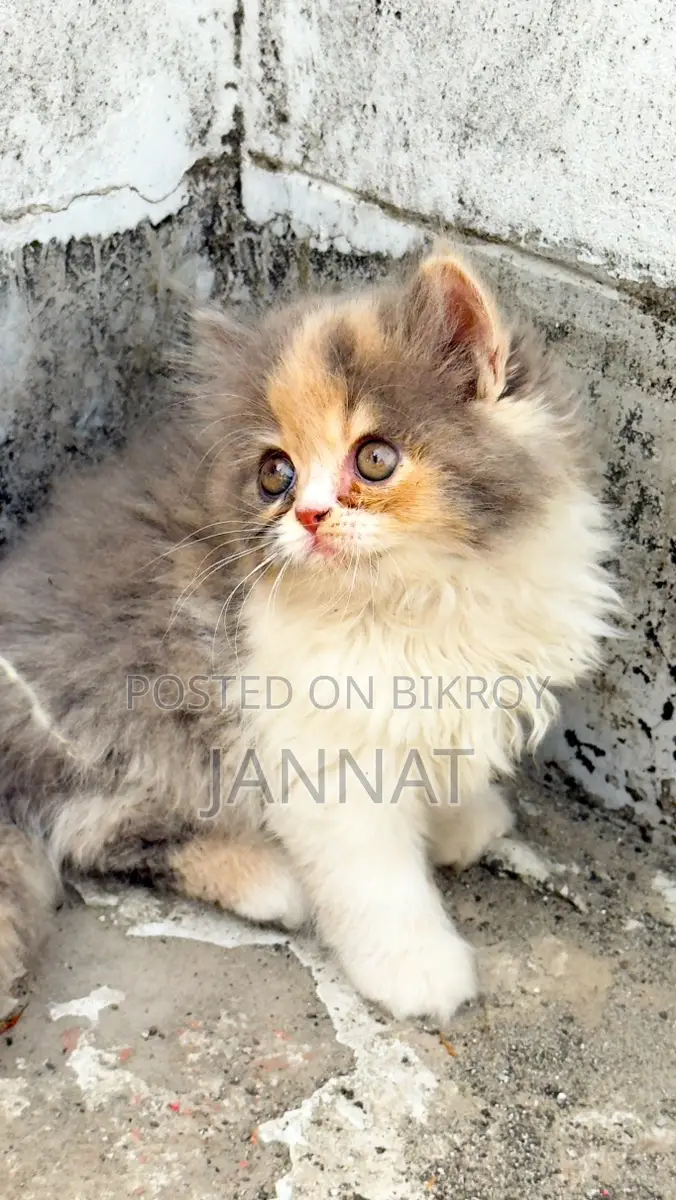 Cat for Sale