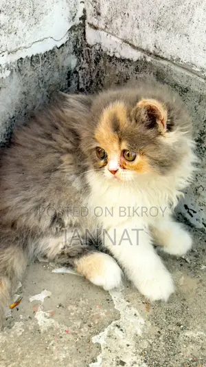 Cat for Sale