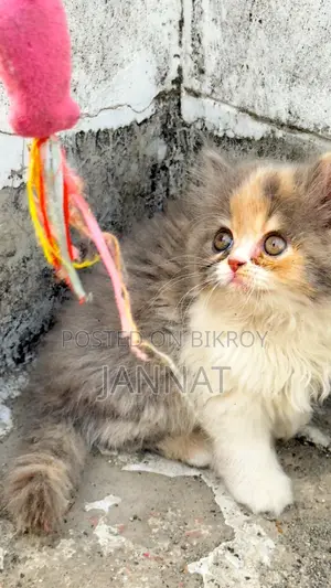 Cat for Sale