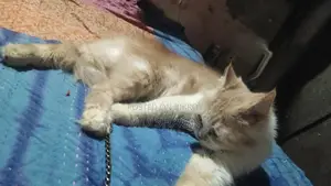 Cat for Sale