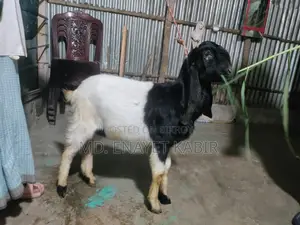 তোতাপুরী পাঠা