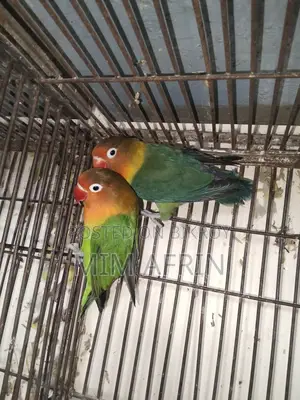 লাভ বার্ড