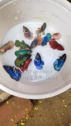 Betta Fish Halfmoon Jaring Size