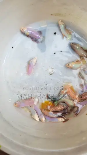 Betta Fish Halfmoon Jaring Size
