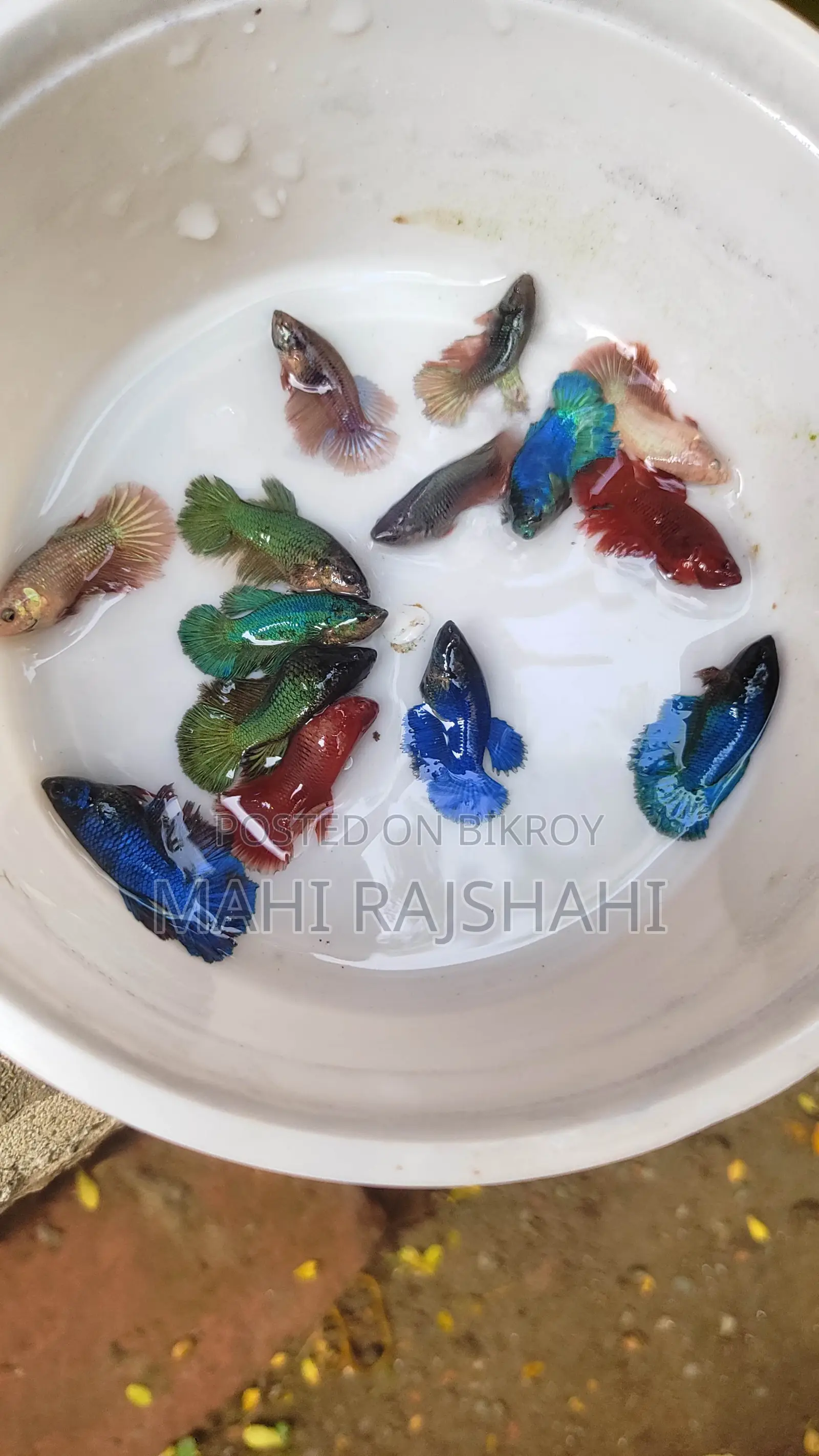 Betta Fish Halfmoon Jaring Size