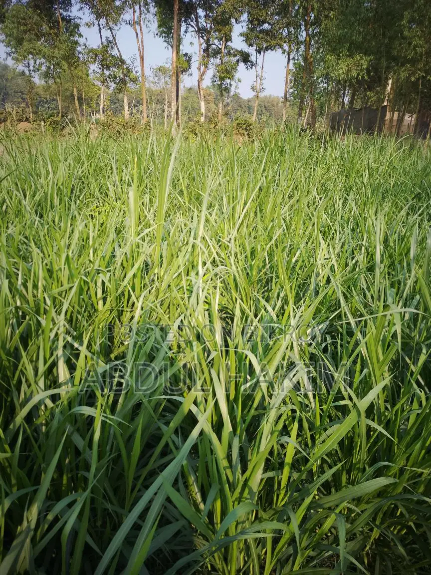 ঘাস বিক্রি করা হবে