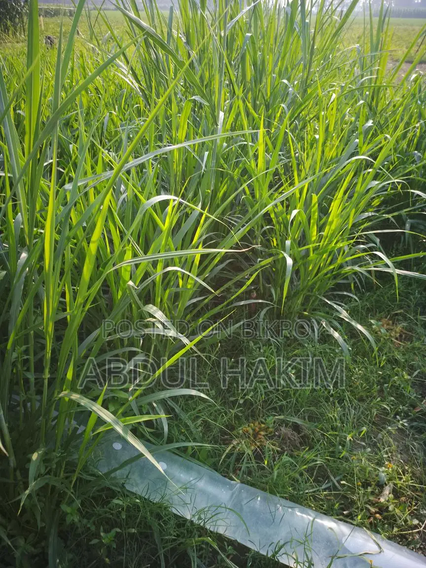 ঘাস বিক্রি করা হবে
