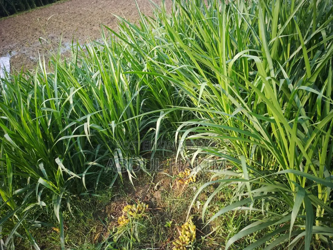 ঘাস বিক্রি করা হবে
