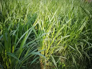 ঘাস বিক্রি করা হবে