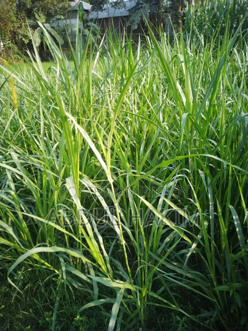 ঘাস বিক্রি করা হবে