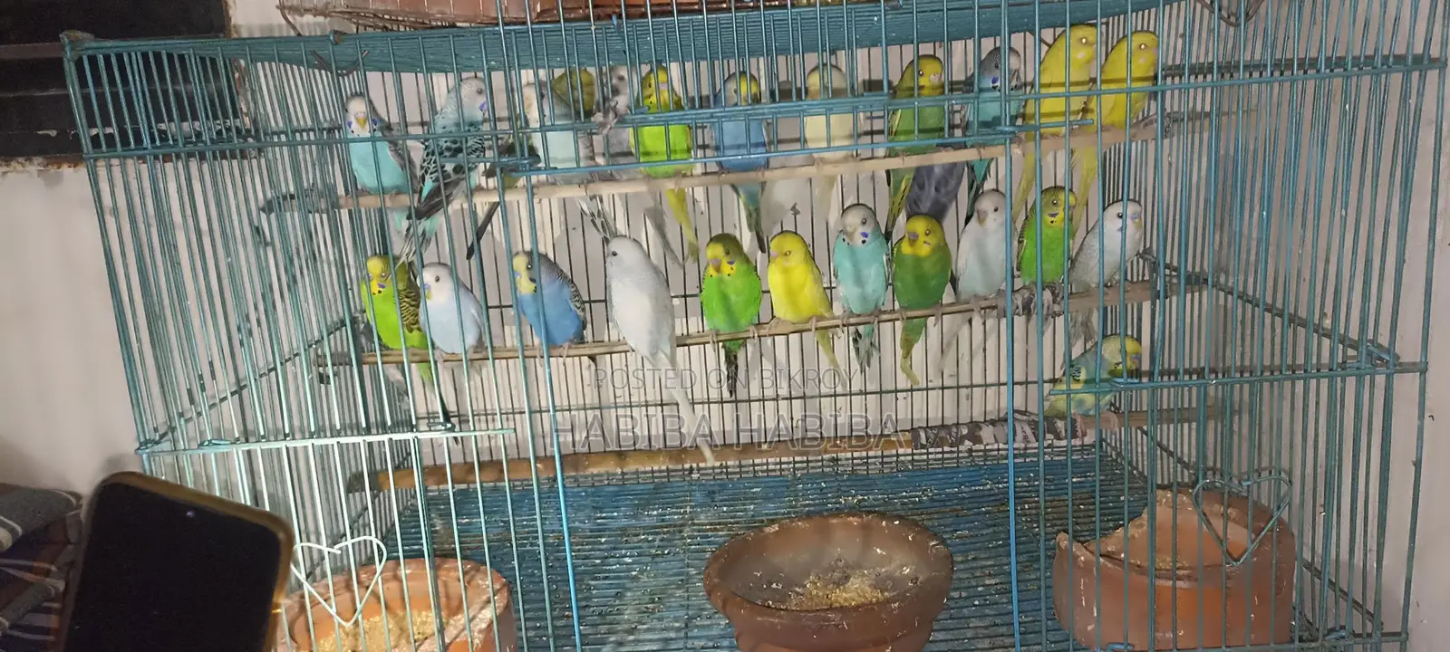 পোষা পাখি