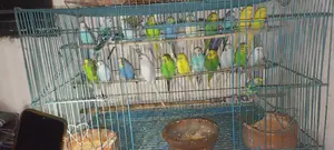 পোষা পাখি