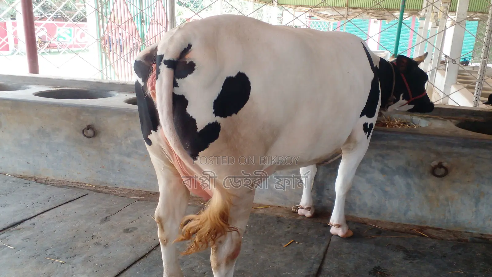 ৯৮৮ নং ভালো জাতের গাভী কিনুন।