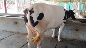 ৯৮৮ নং ভালো জাতের গাভী কিনুন।