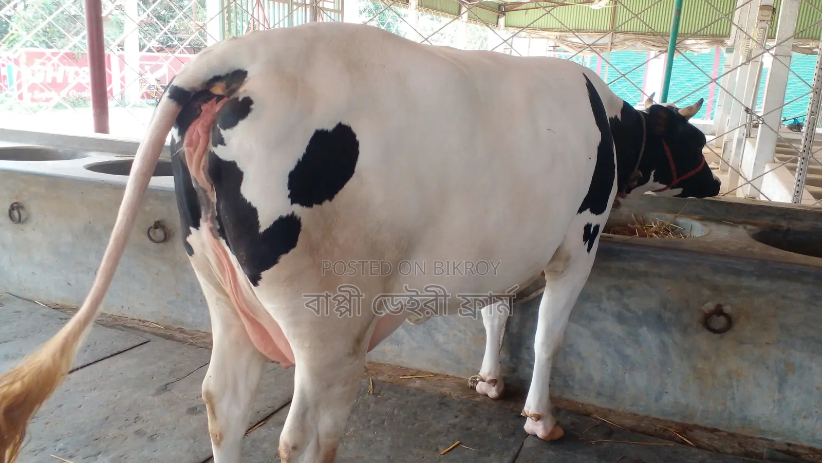 ৯৮৮ নং ভালো জাতের গাভী কিনুন।