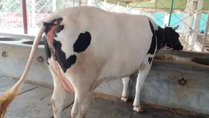 ৯৮৮ নং ভালো জাতের গাভী কিনুন।