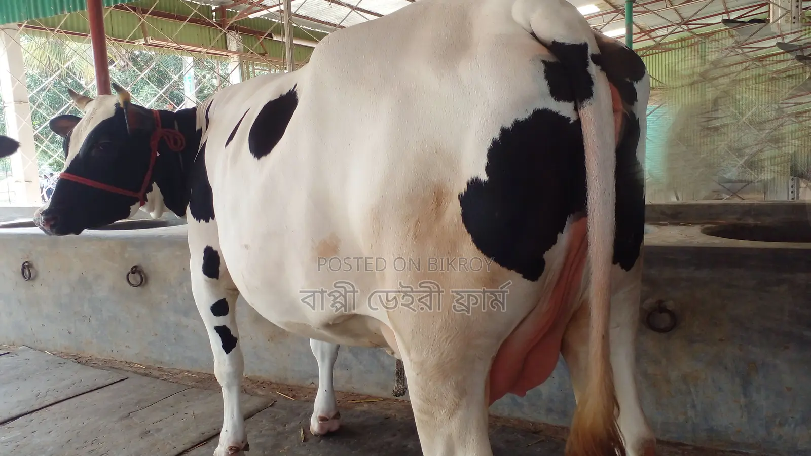 ৯৮৮ নং ভালো জাতের গাভী কিনুন।