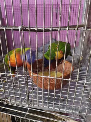 Rembbo Lori
