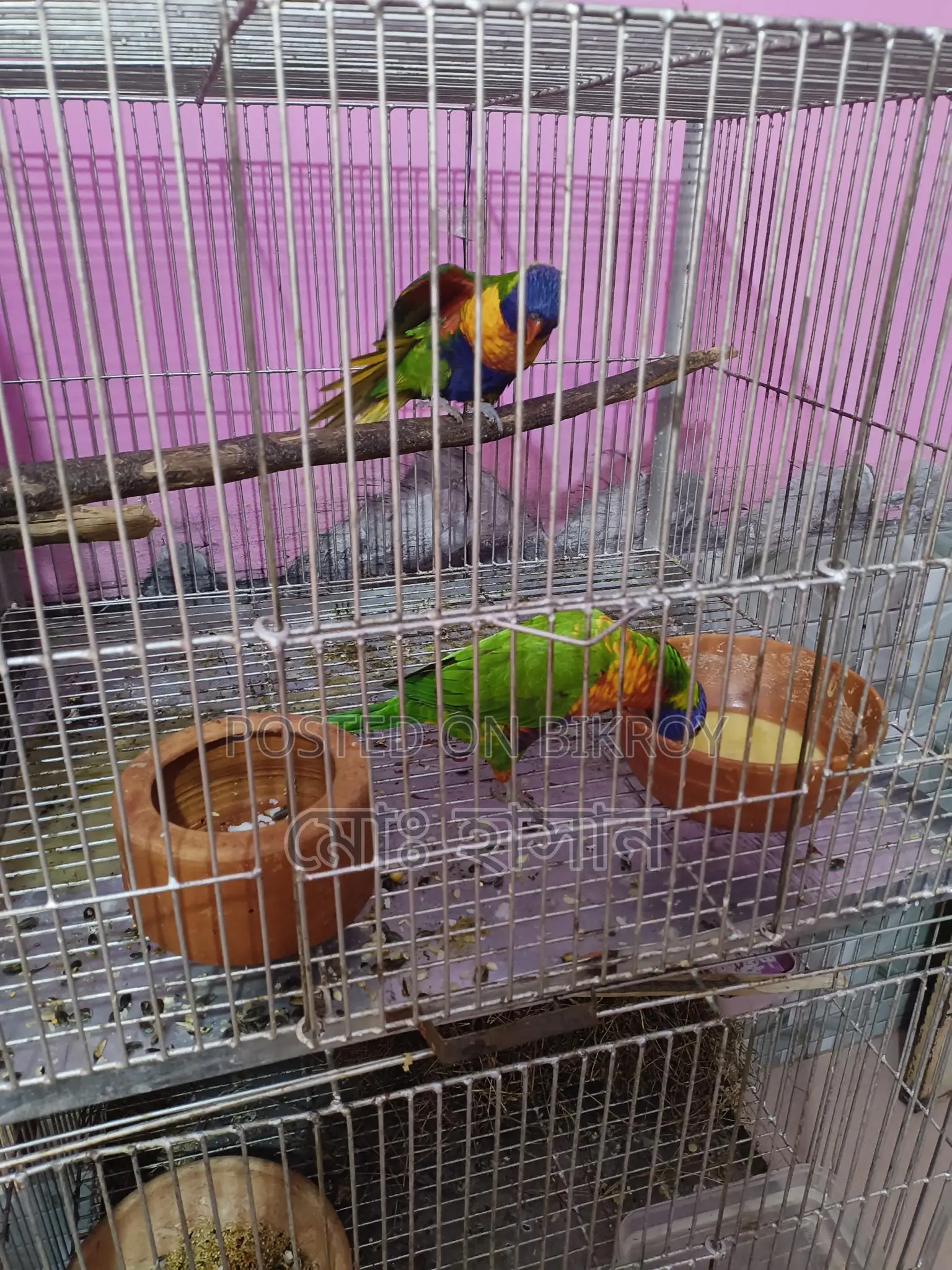 Rainbow Lory