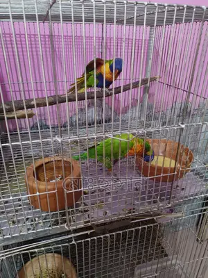 Rainbow Lory