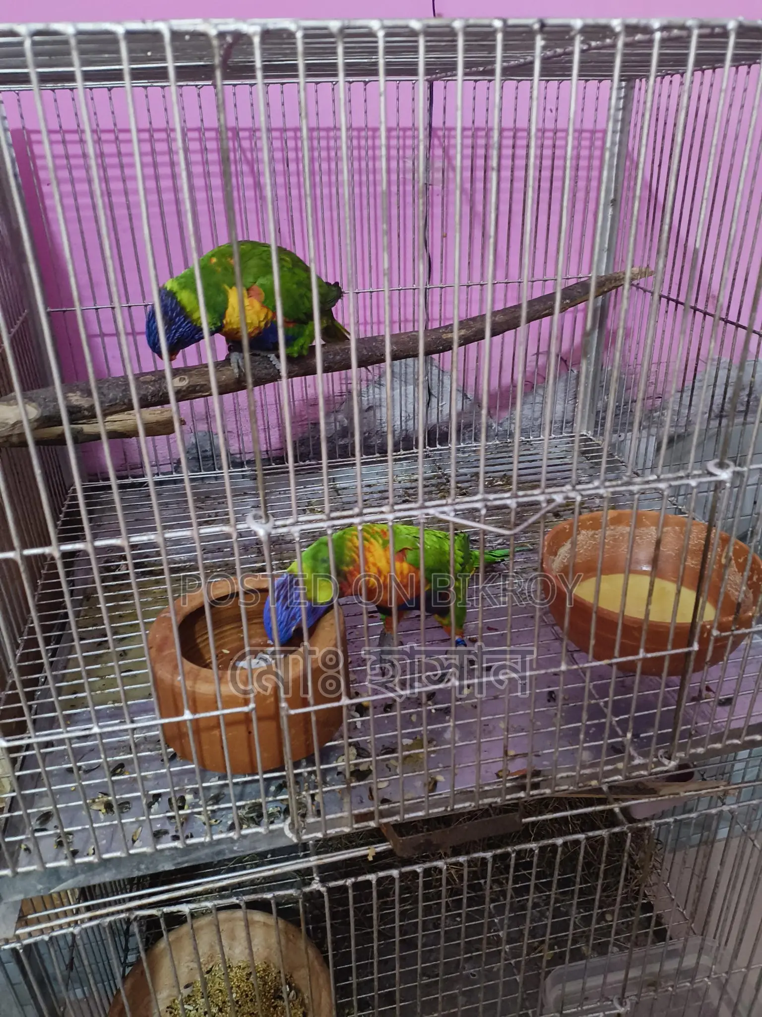 Rainbow Lory